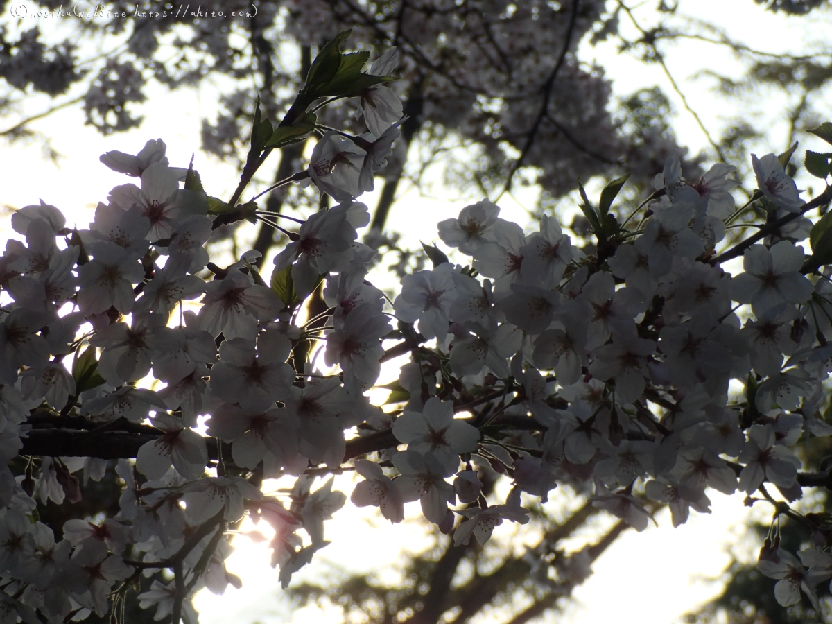 朝日の桜 - 07