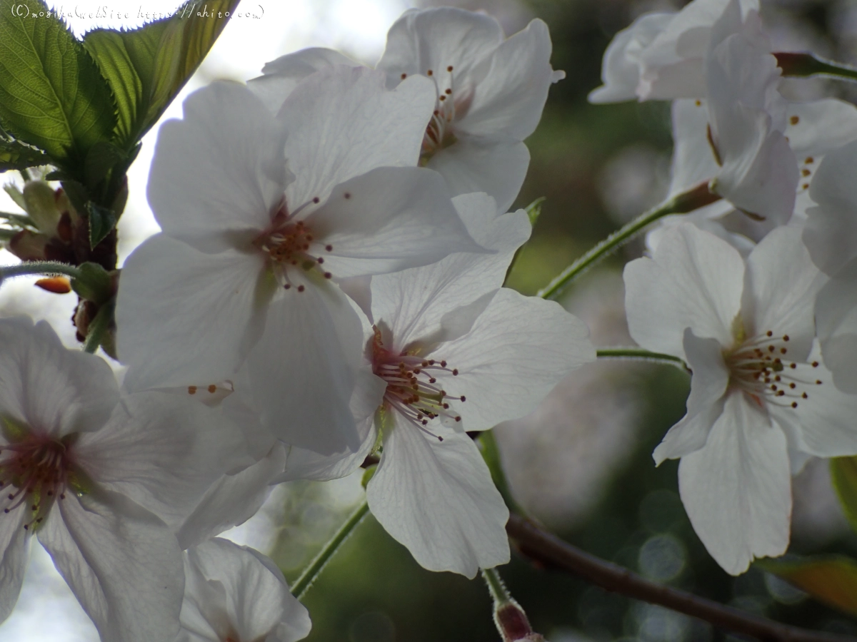 朝日の桜 - 09