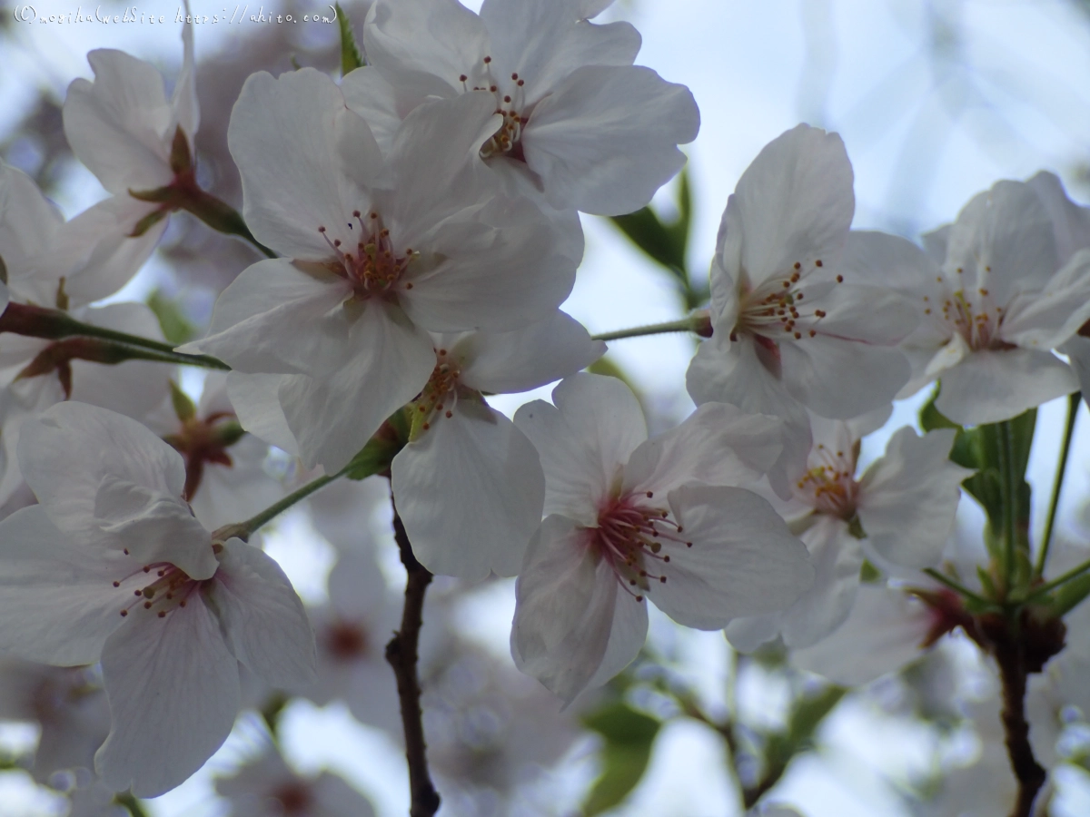 朝日の桜 - 10