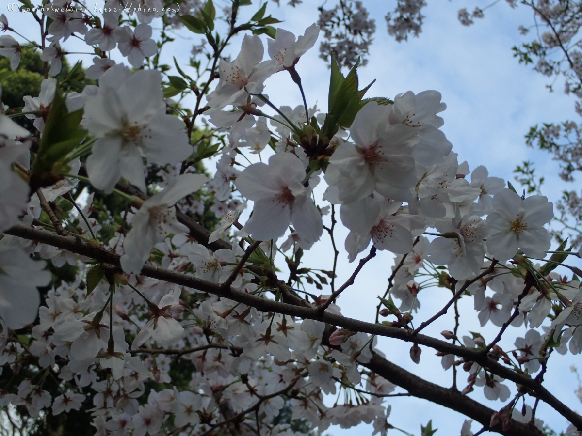 朝日の桜 - 11