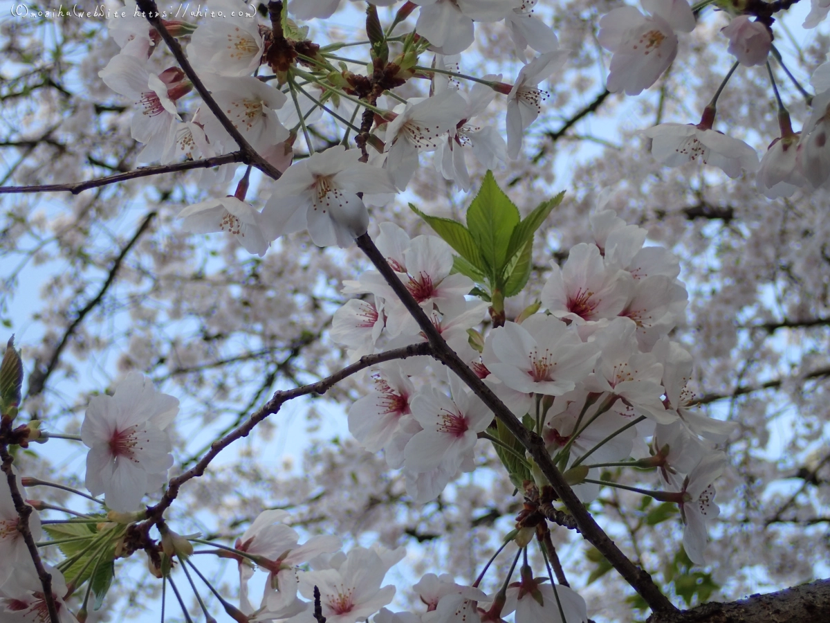 朝日の桜 - 12