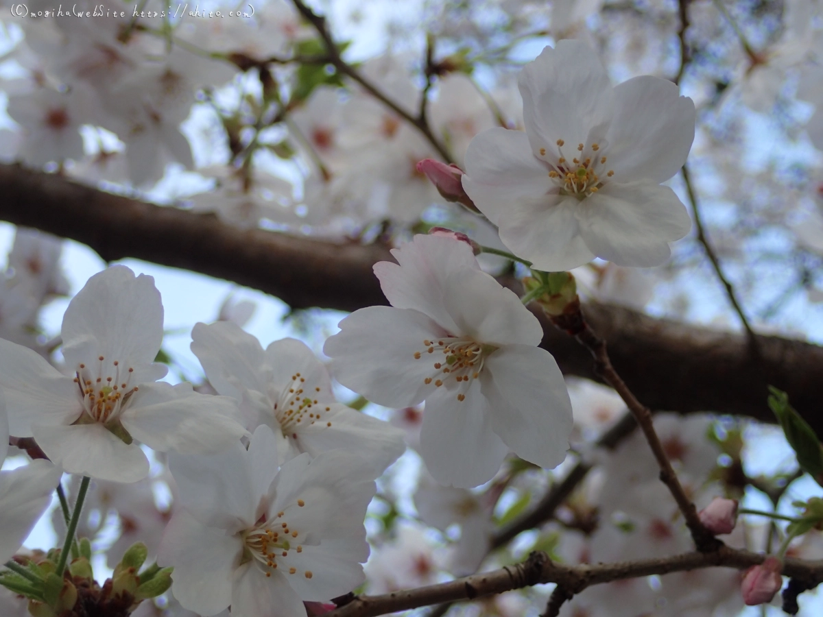 朝日の桜 - 13