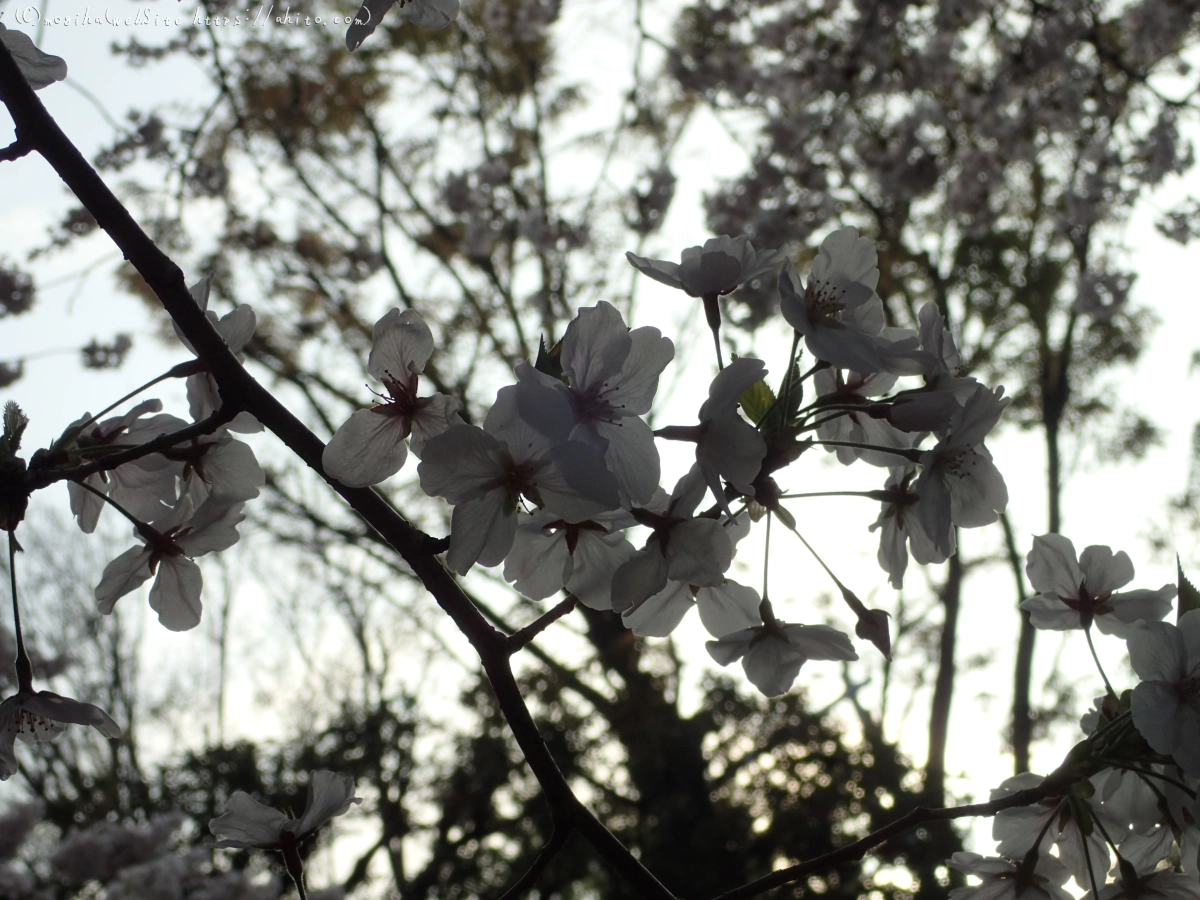 朝日の桜 - 14