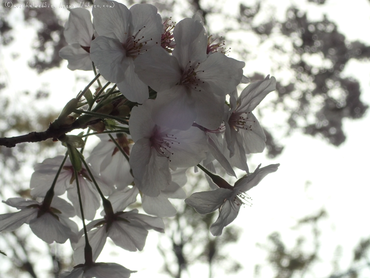 朝日の桜 - 15