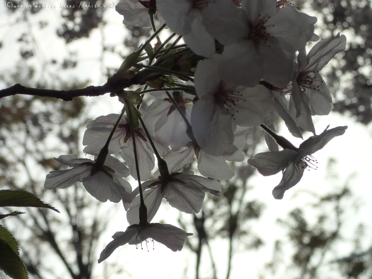 朝日の桜 - 16