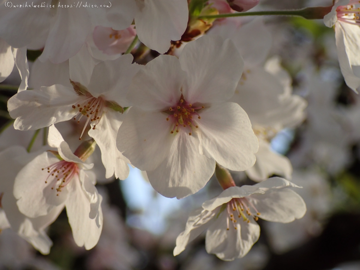 朝日の桜 - 18