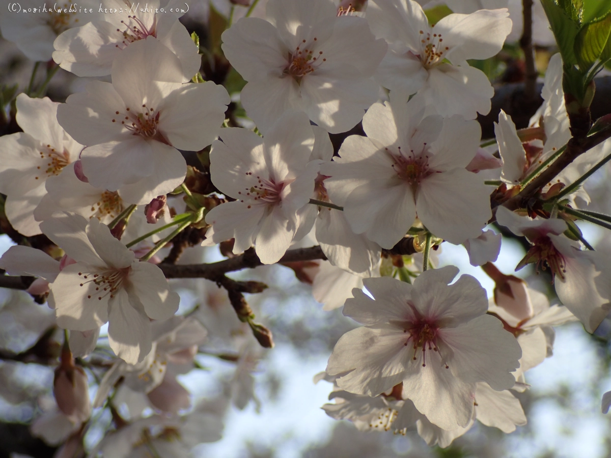 朝日の桜 - 19