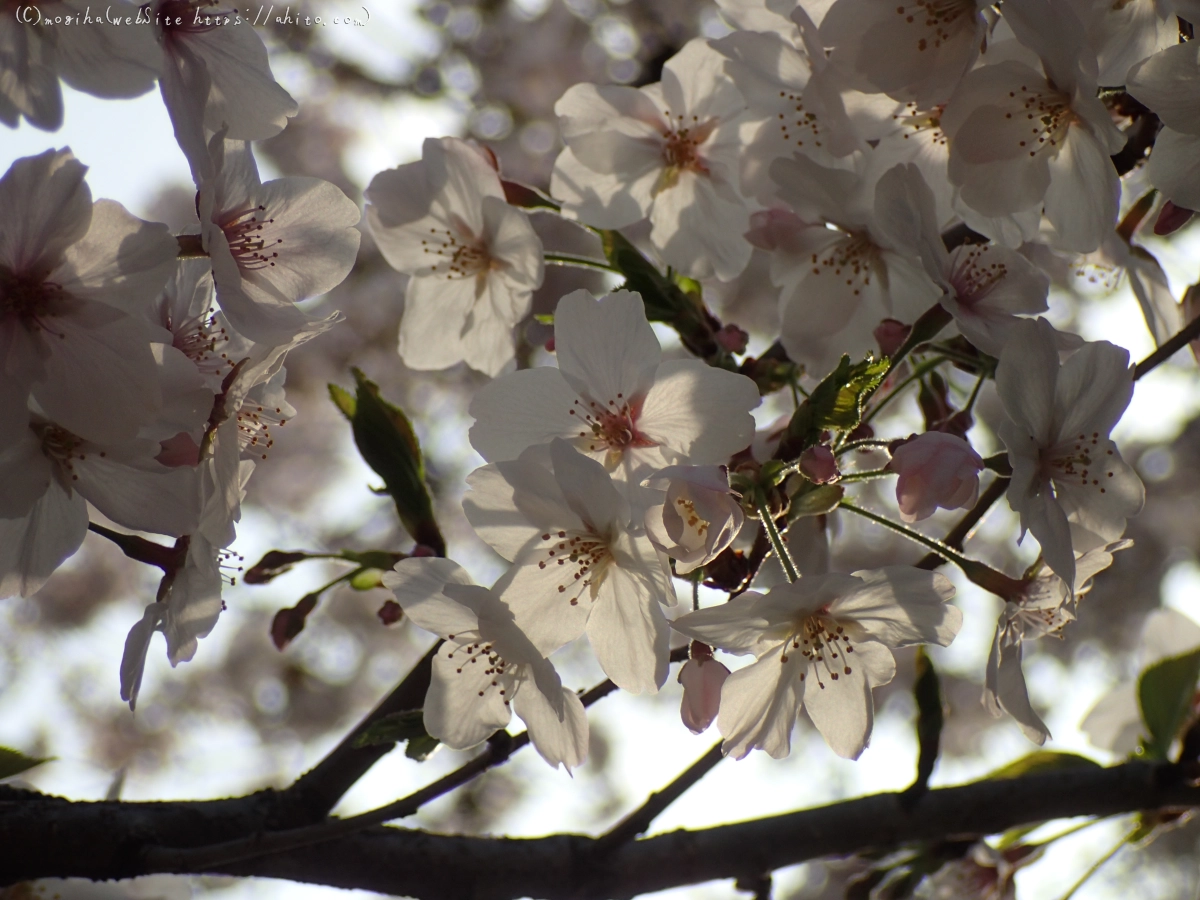 朝日の桜 - 20