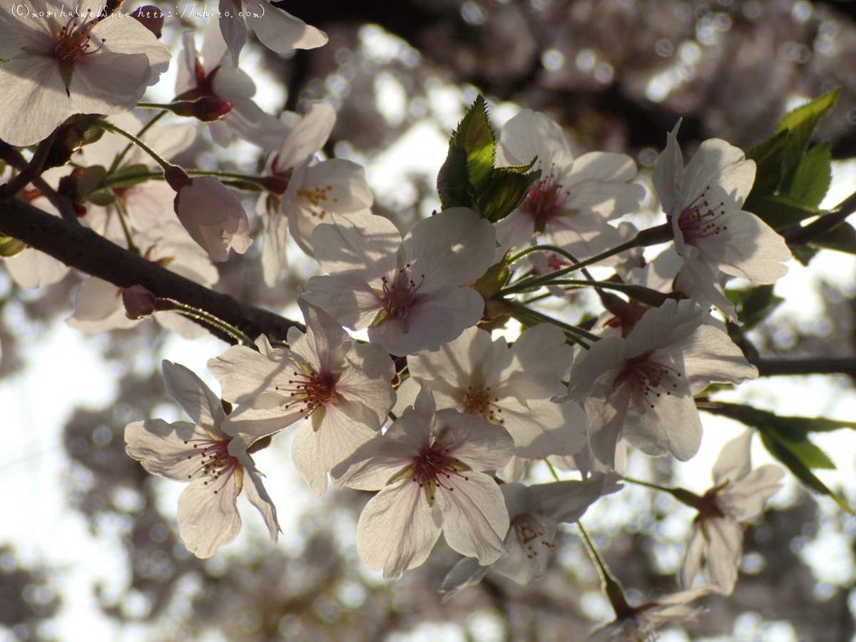 朝日の桜 - 21