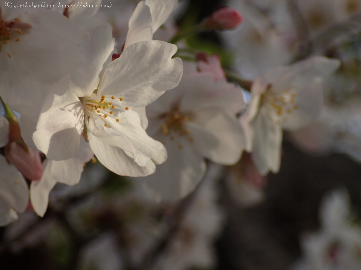 朝日の桜 - 22