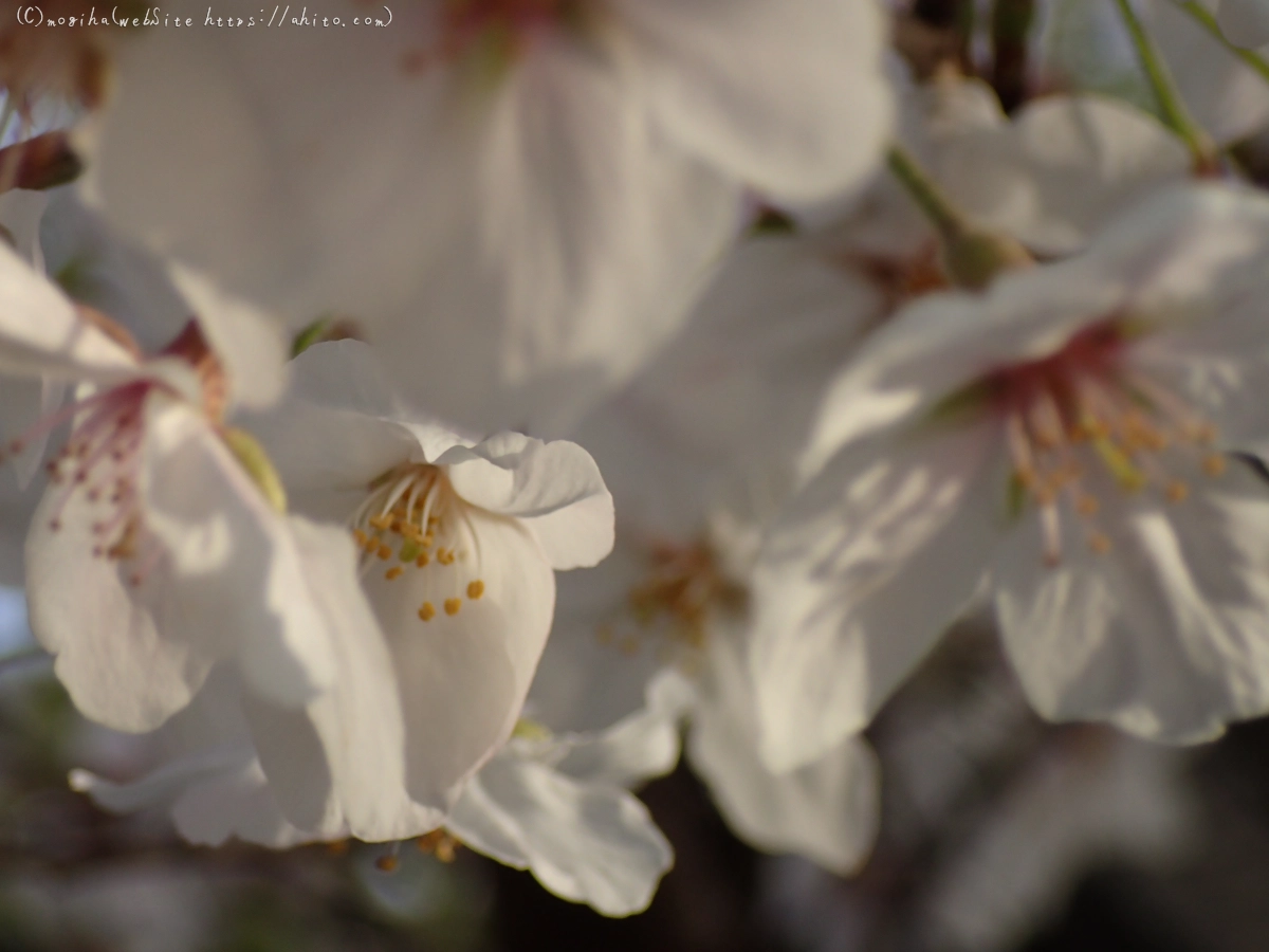 朝日の桜 - 23