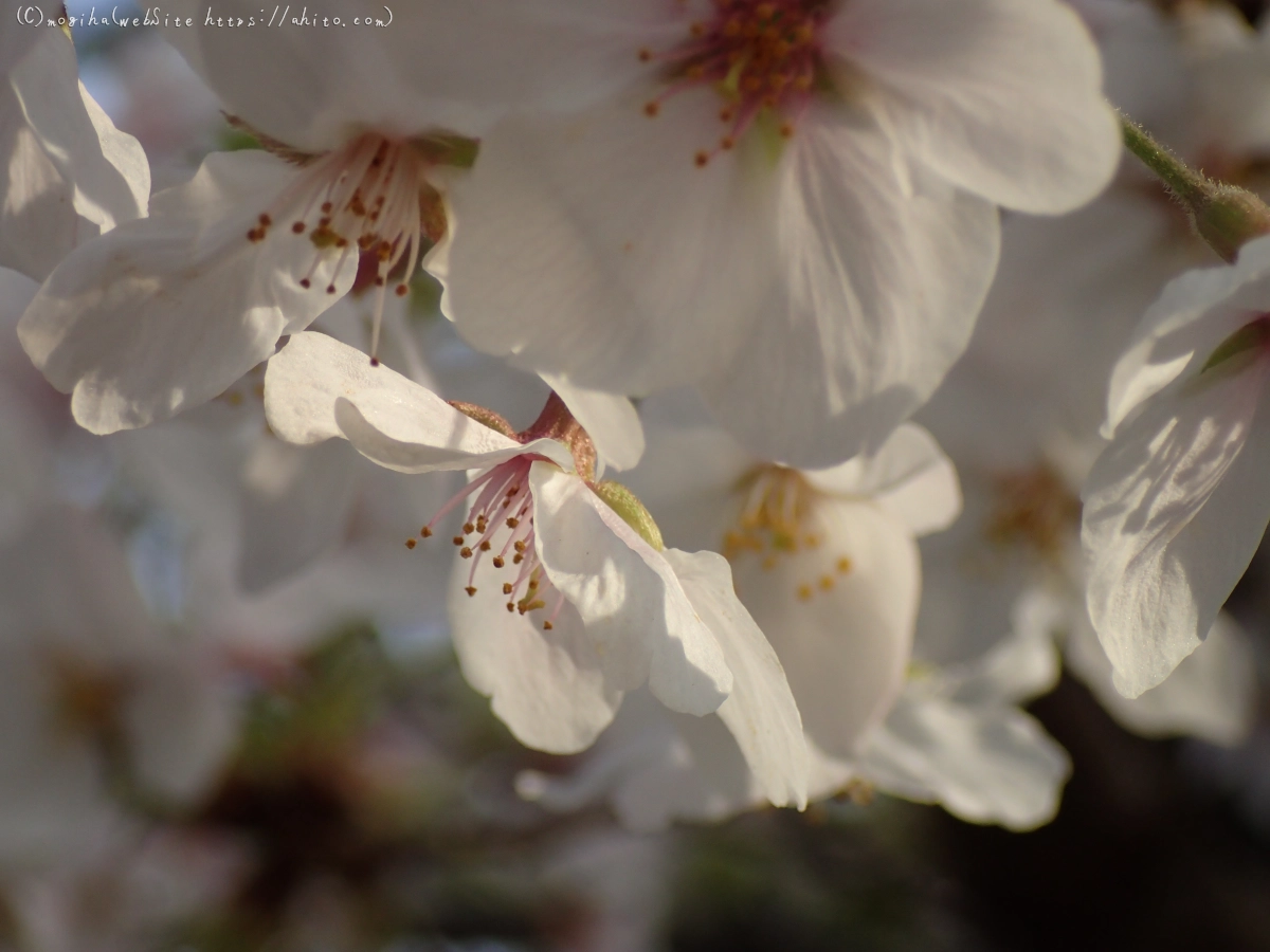 朝日の桜 - 24