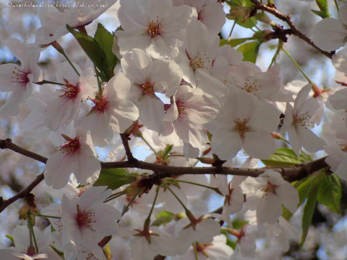 朝日の桜 - 25