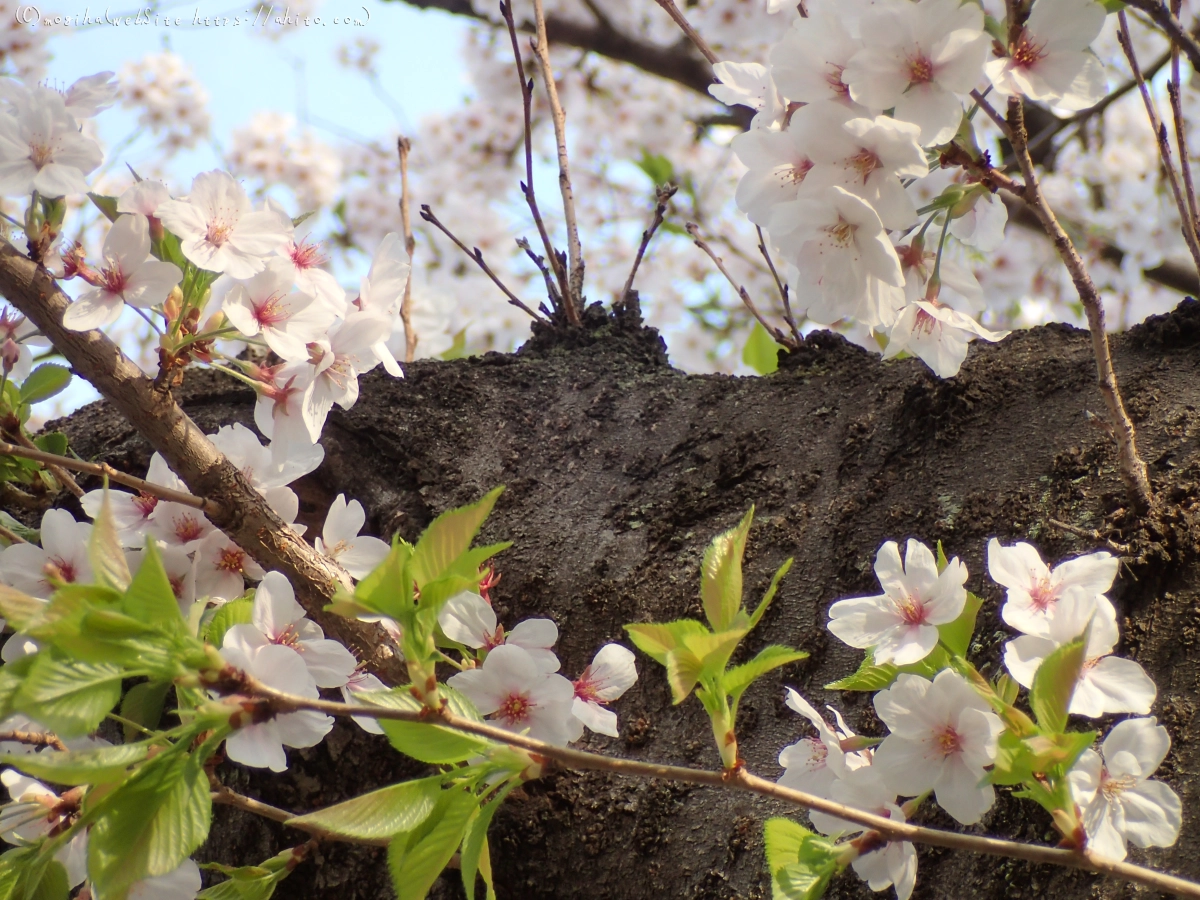 朝日の桜 - 26