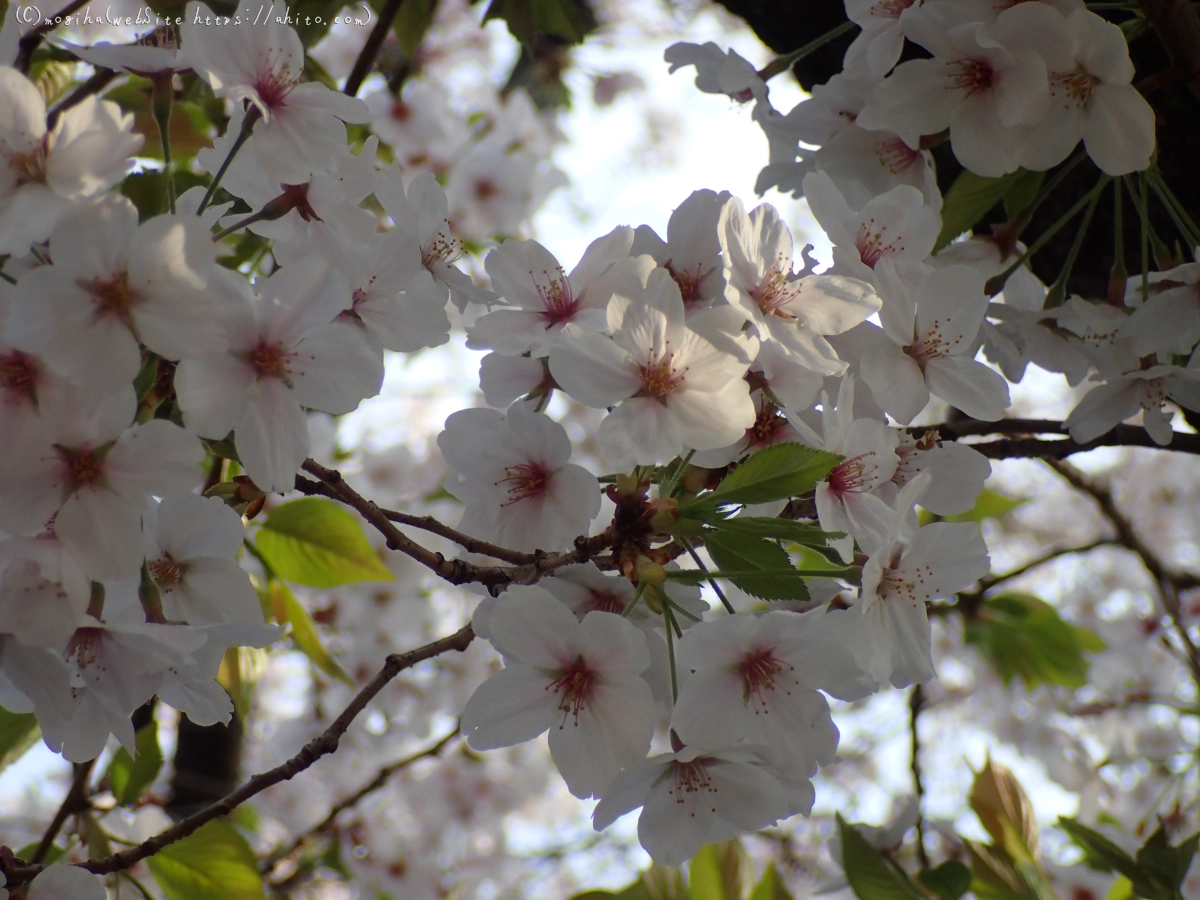 朝日の桜 - 27