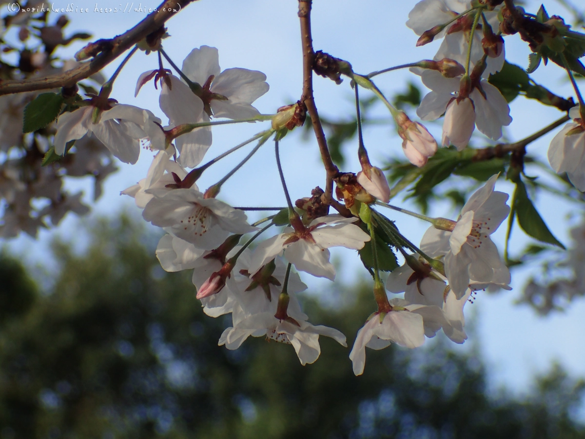 朝日の桜 - 29