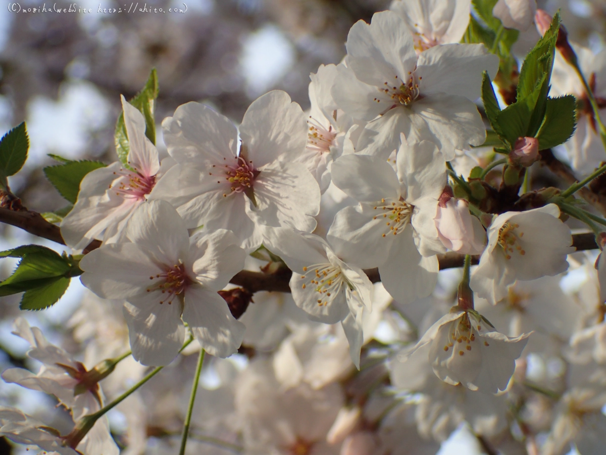 朝日の桜 - 30