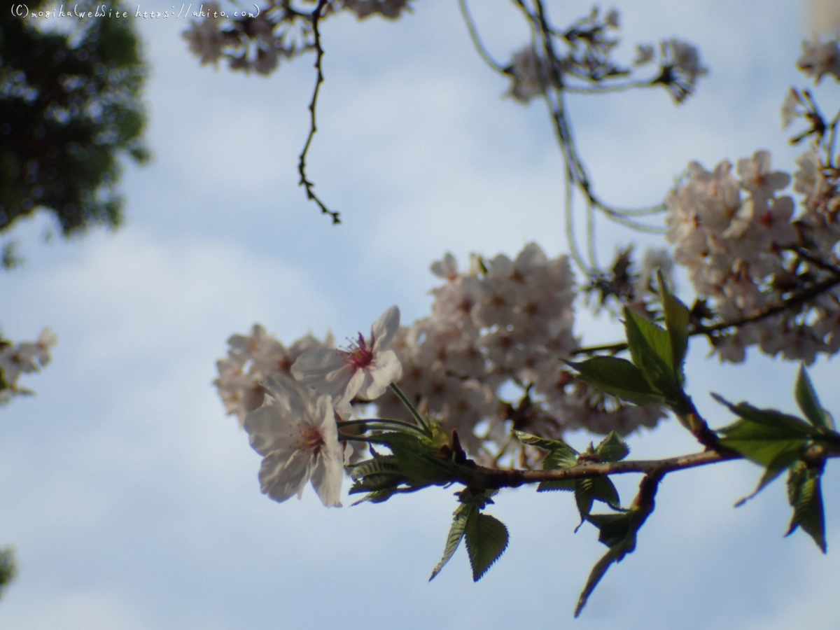 朝日の桜 - 31