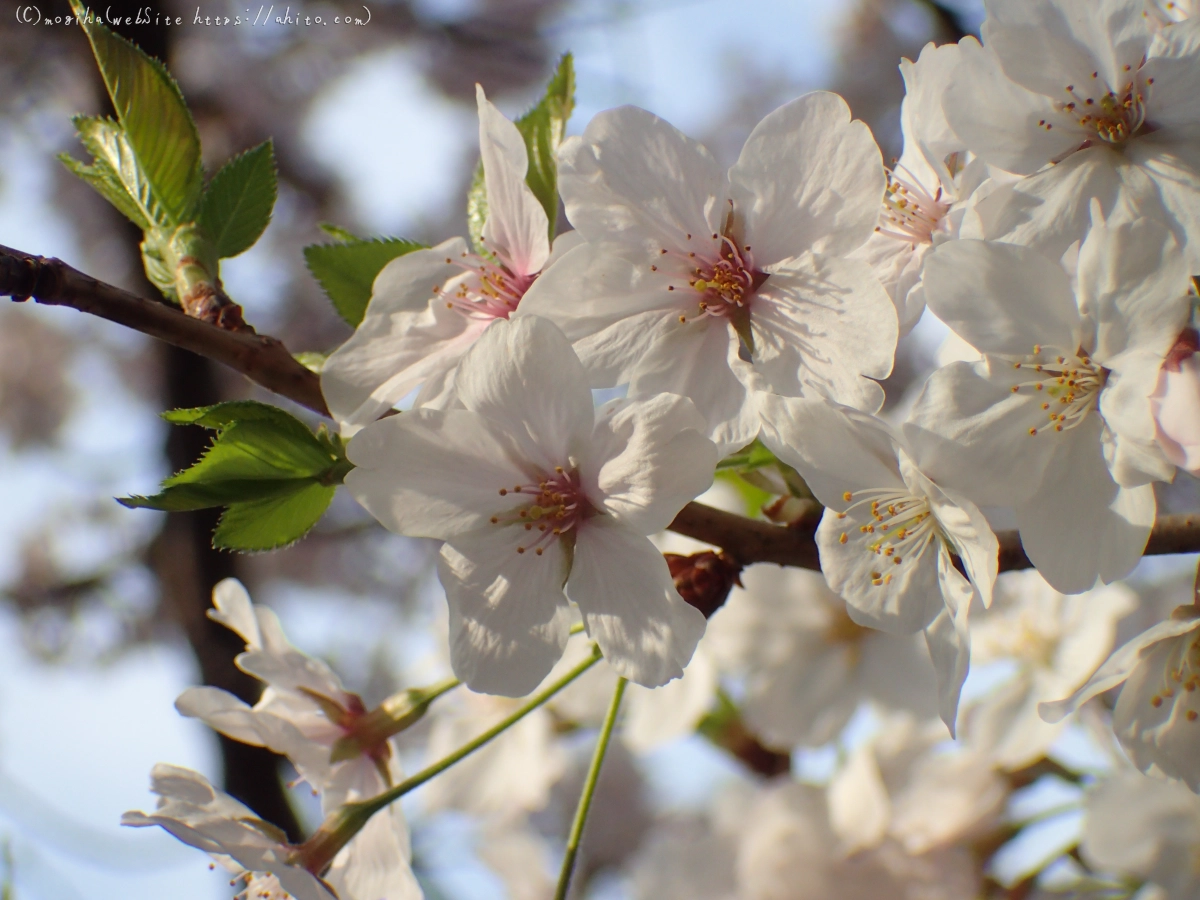 朝日の桜 - 32