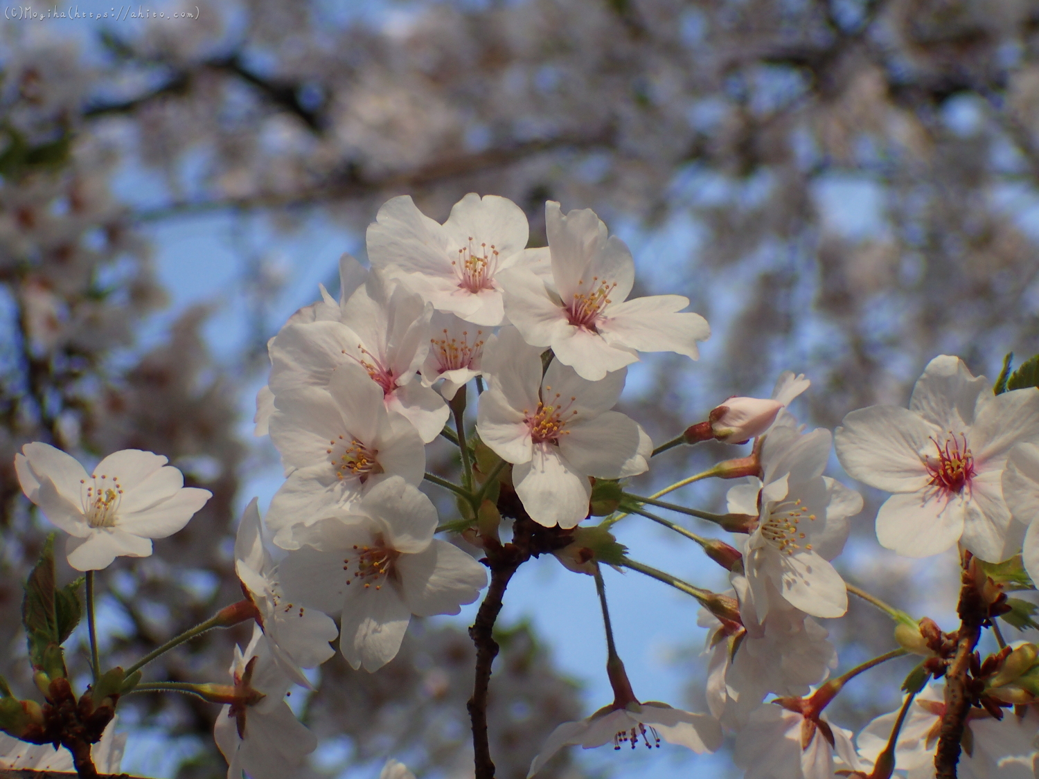朝日の桜 - 33