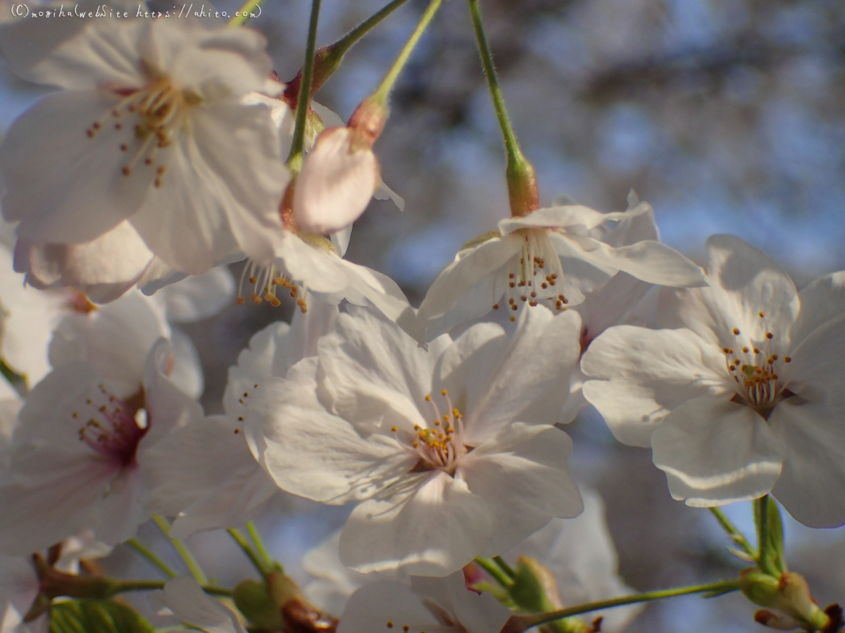 朝日の桜 - 33