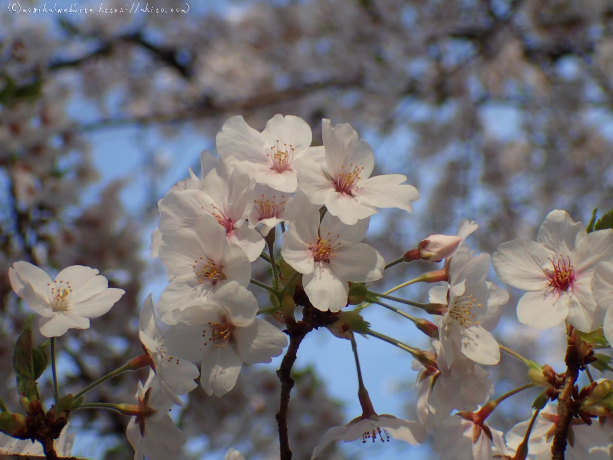 朝日の桜 - 34