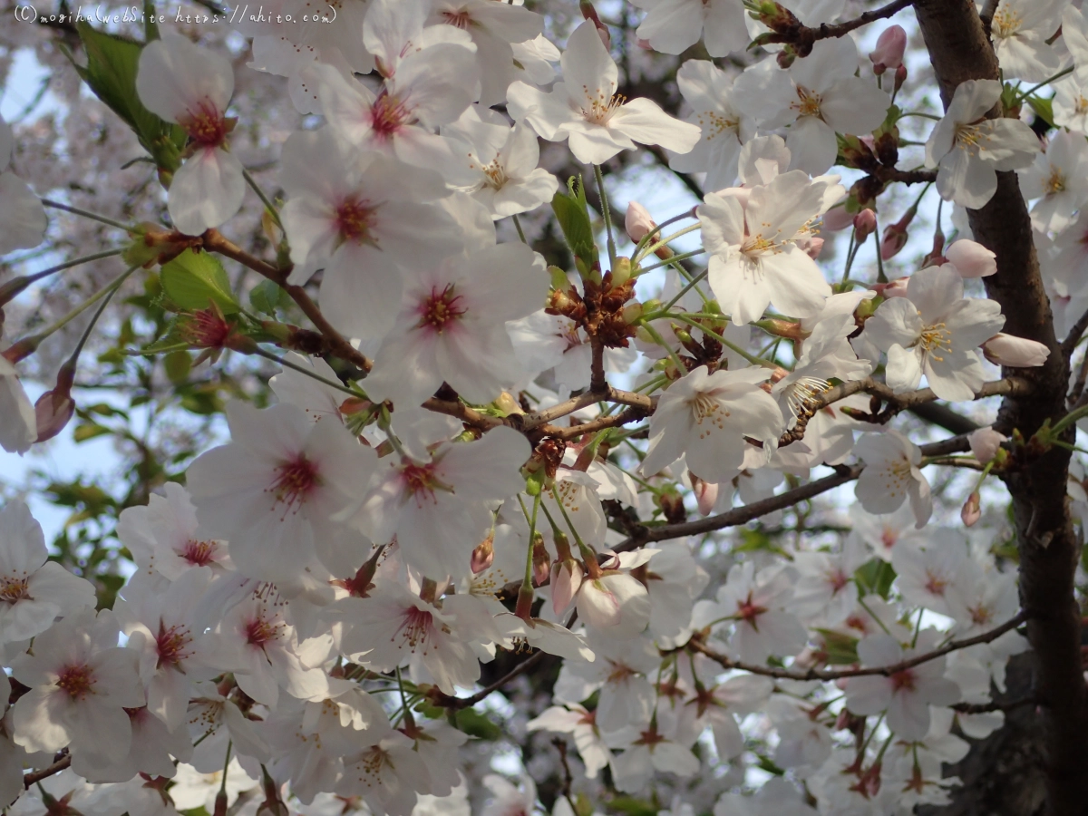 朝日の桜 - 35