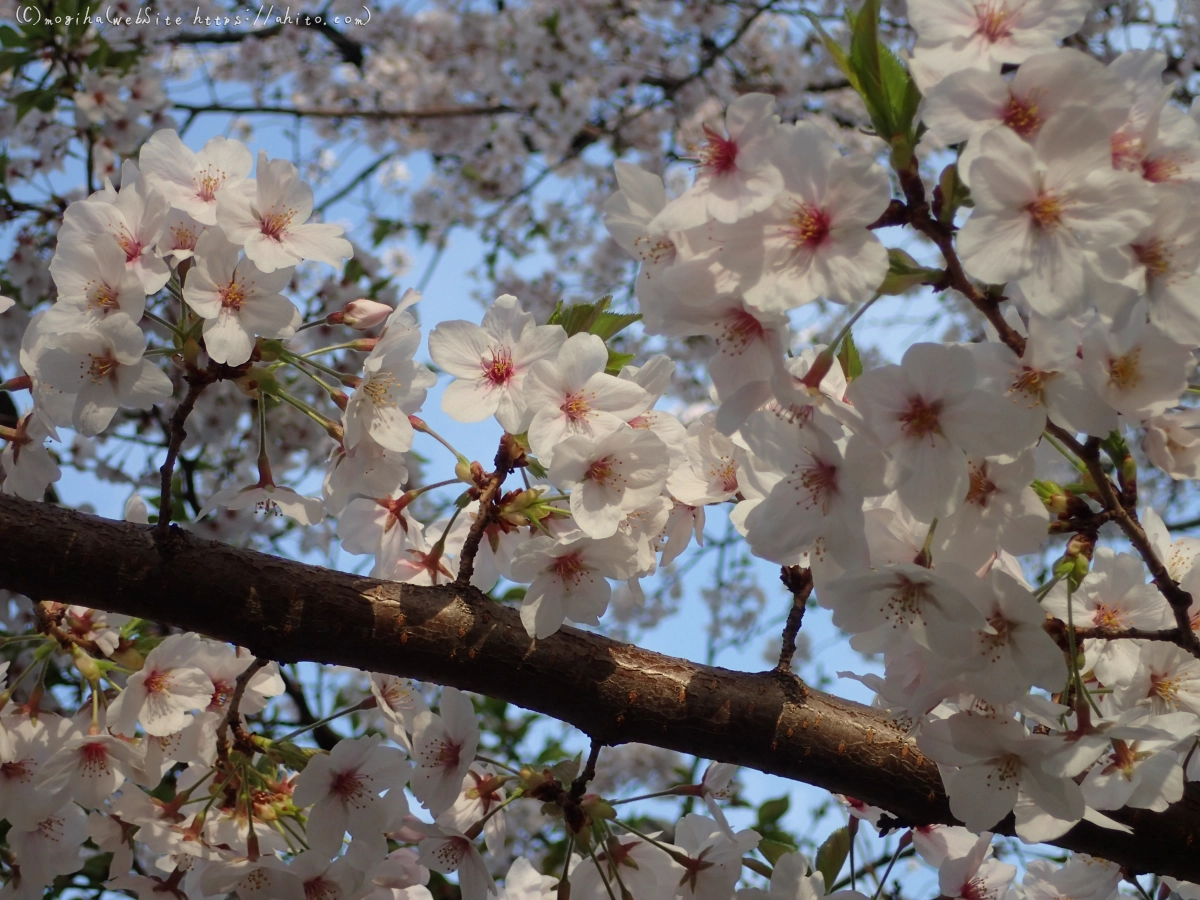 朝日の桜 - 36