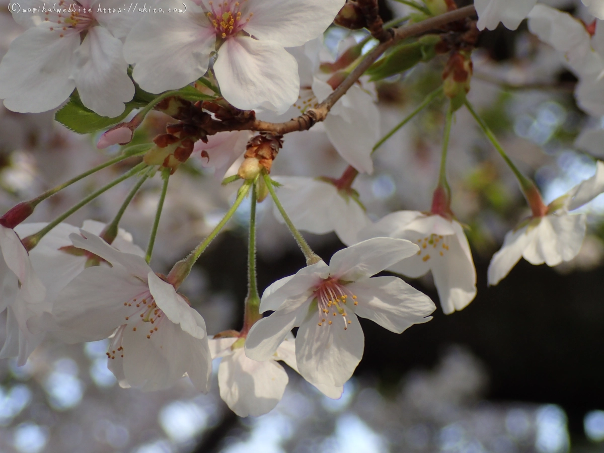 朝日の桜 - 37