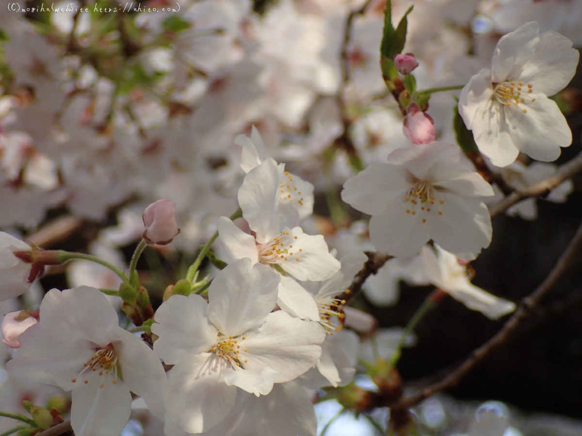 朝日の桜 - 38