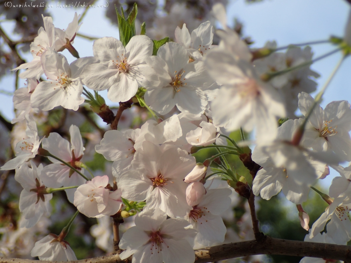 朝日の桜 - 39