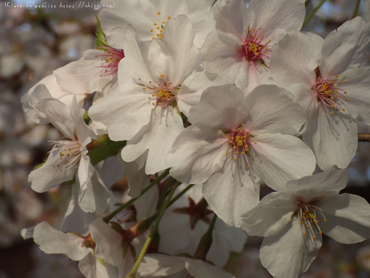 朝日の桜 - 40