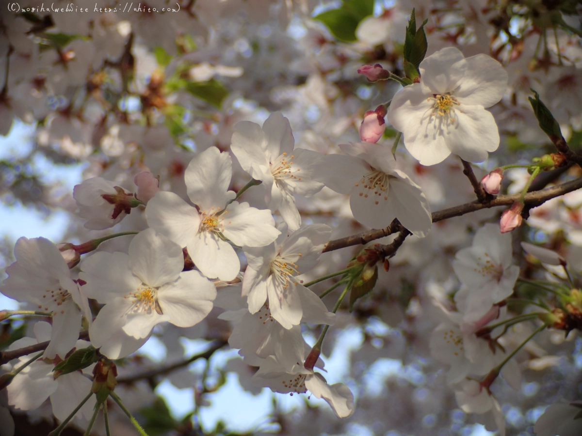 朝日の桜 - 41