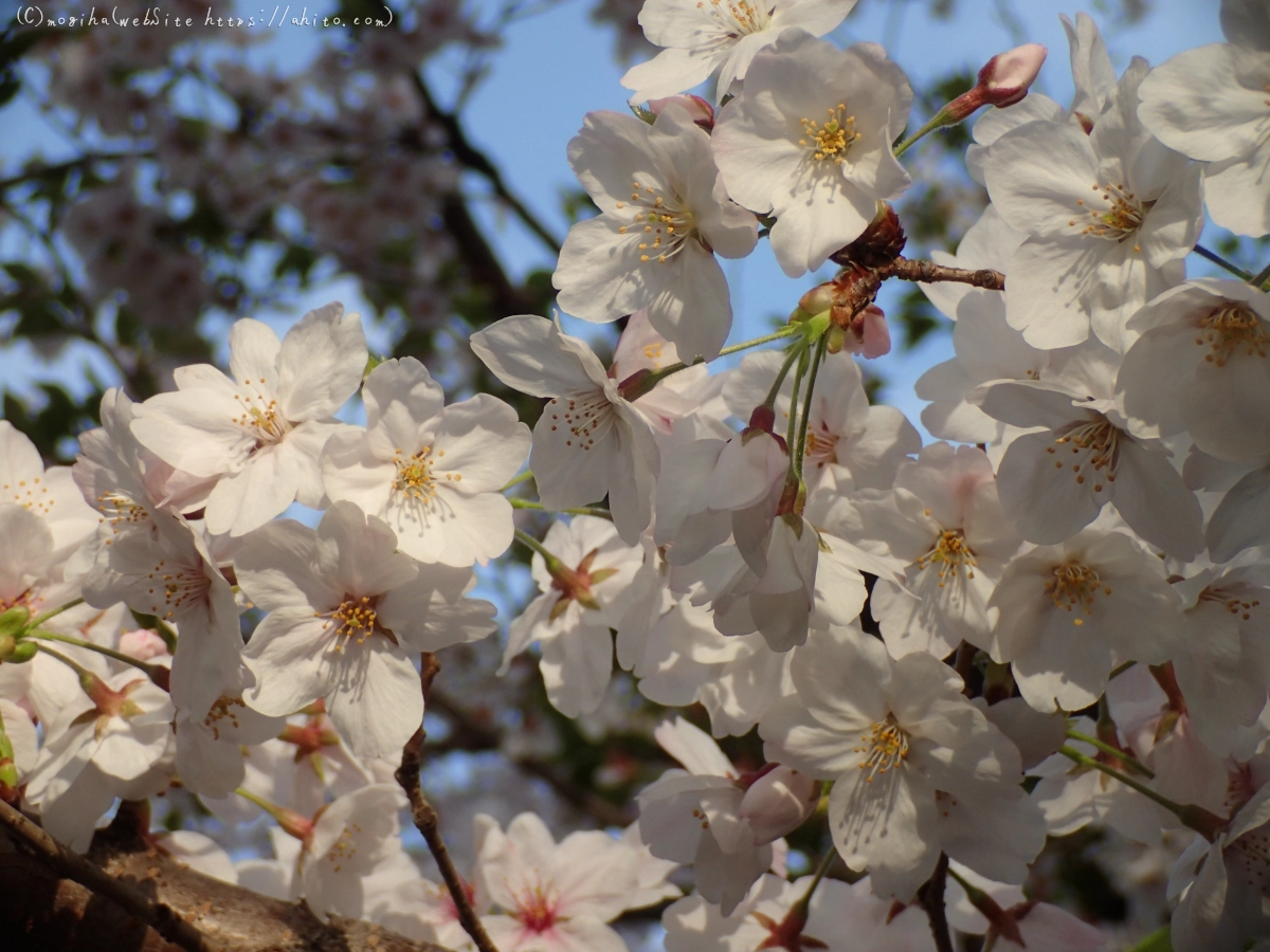 朝日の桜 - 42