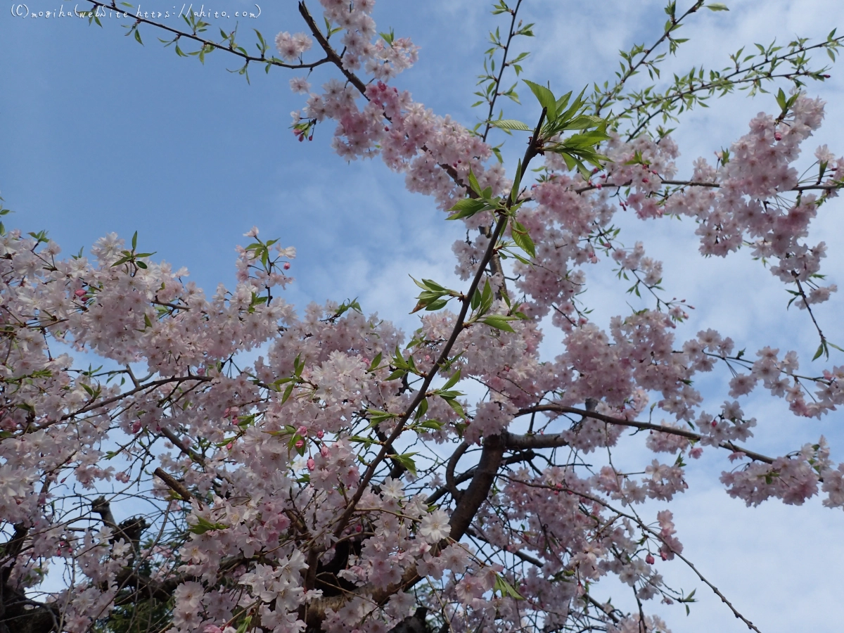 朝日の桜 - 43