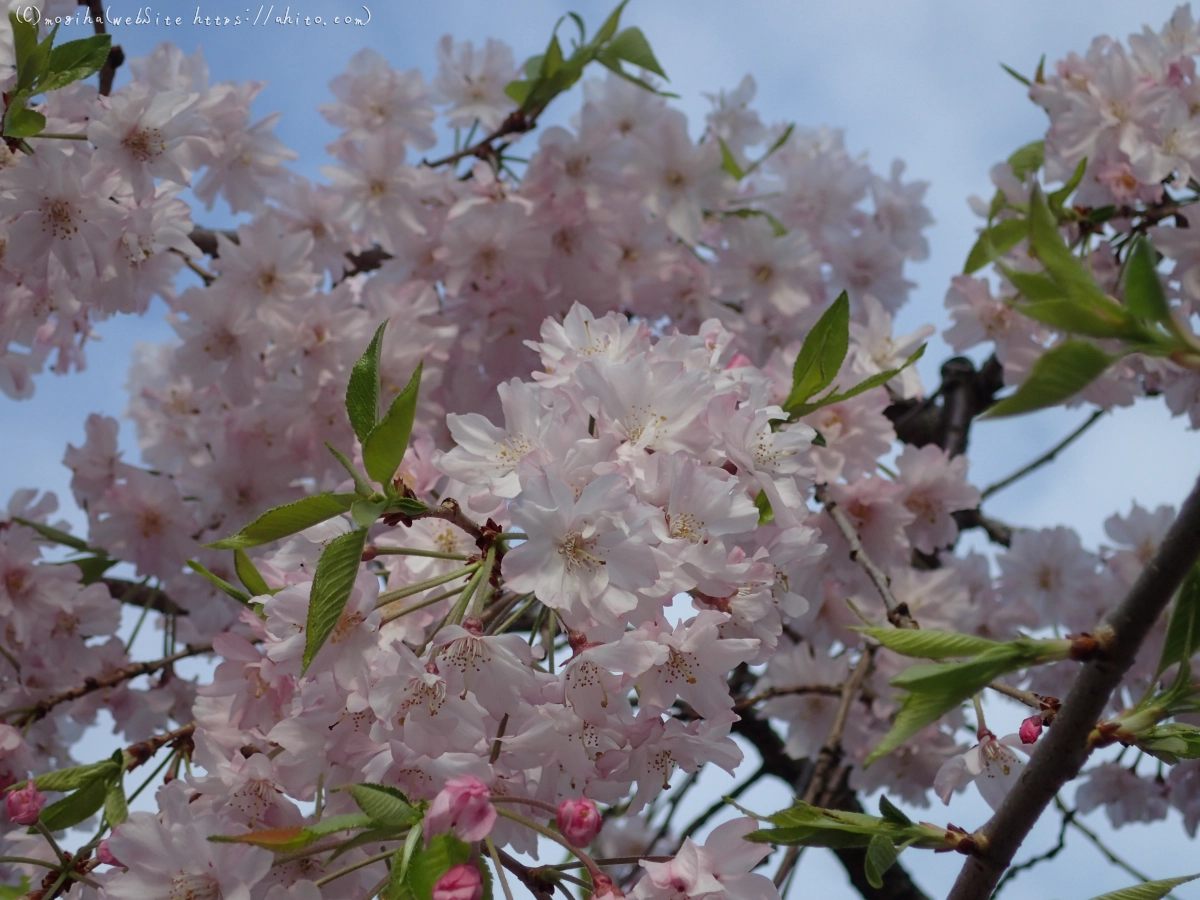 朝日の桜 - 44