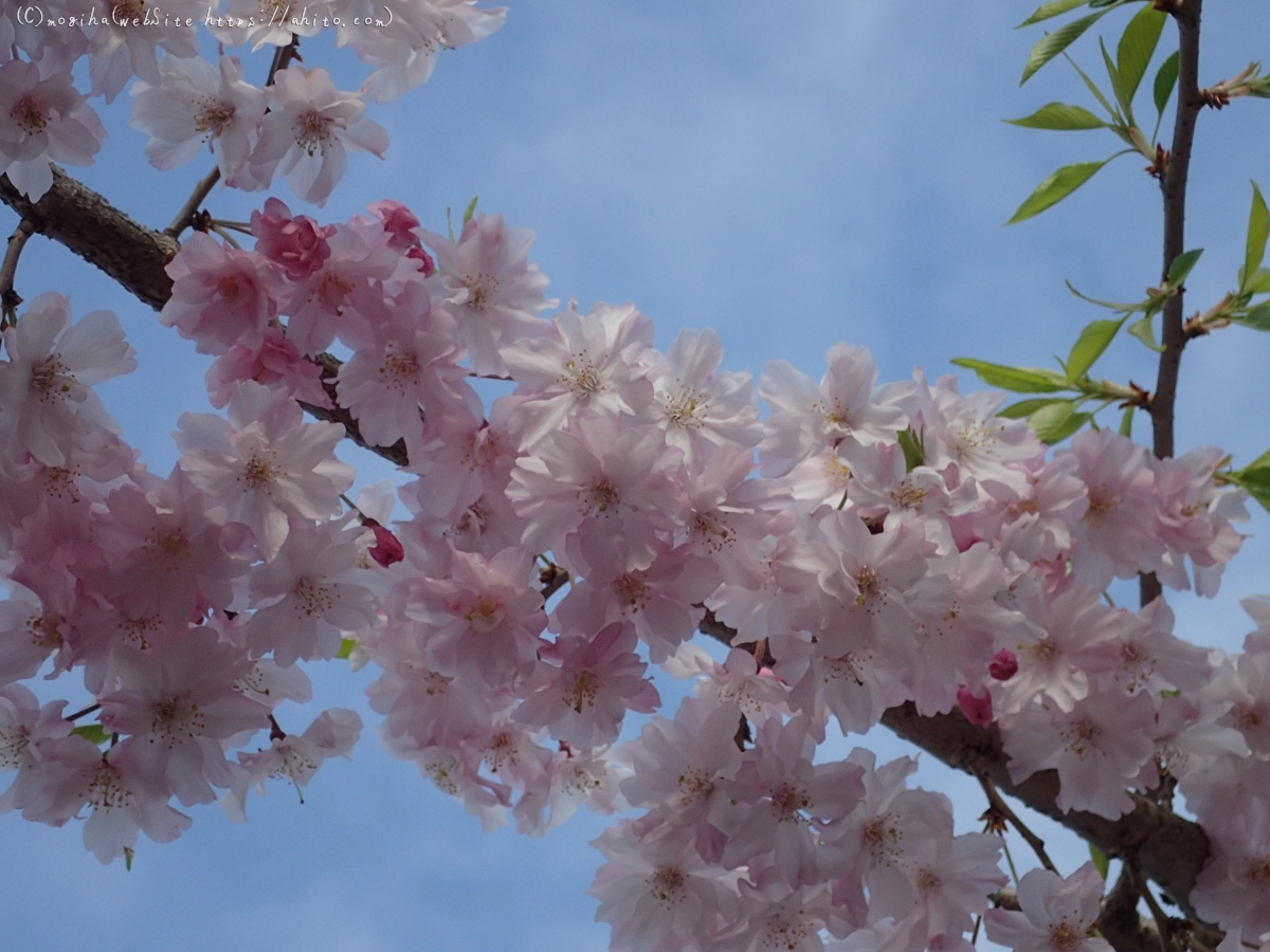 朝日の桜 - 45