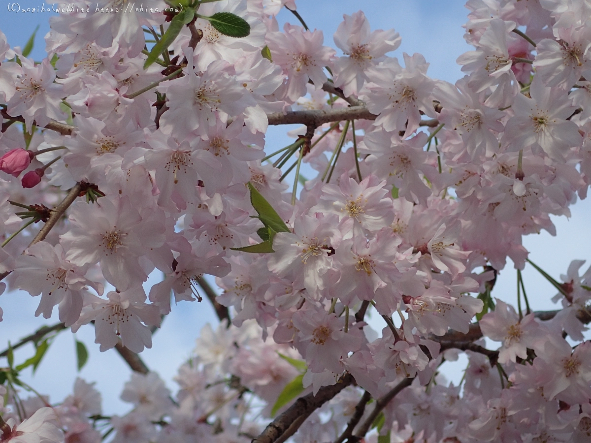 朝日の桜 - 46