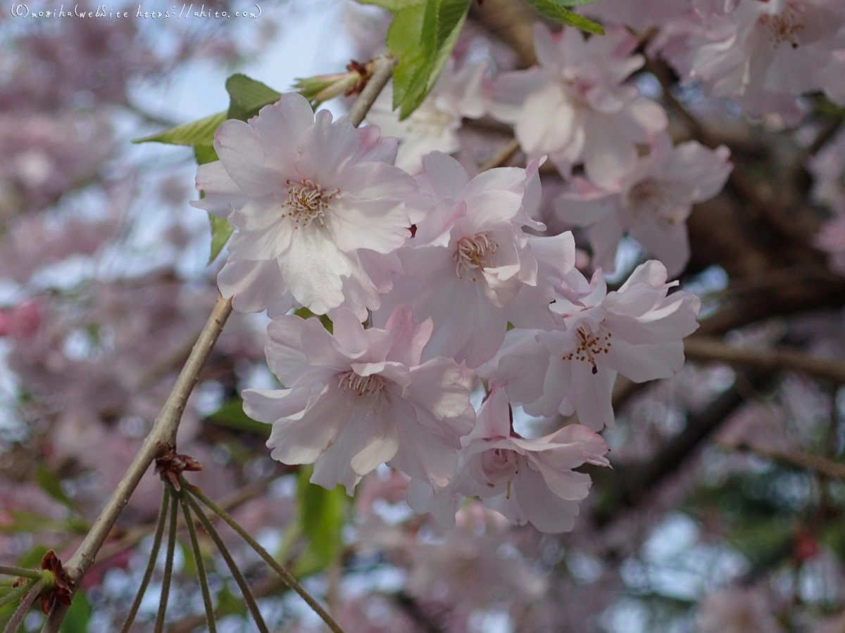 朝日の桜 - 47