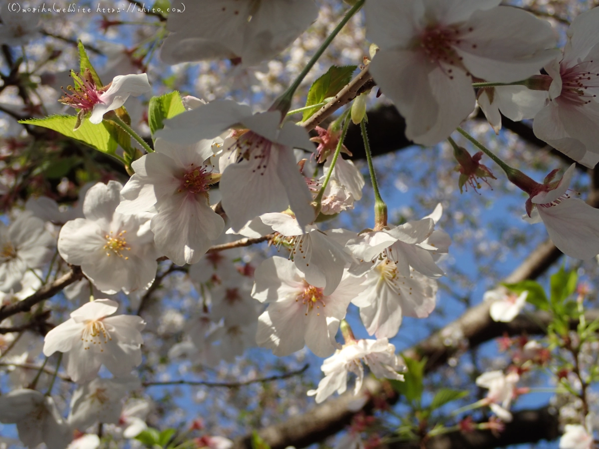 散りかけた桜 - 01