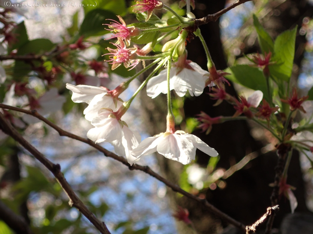 散りかけた桜 - 09