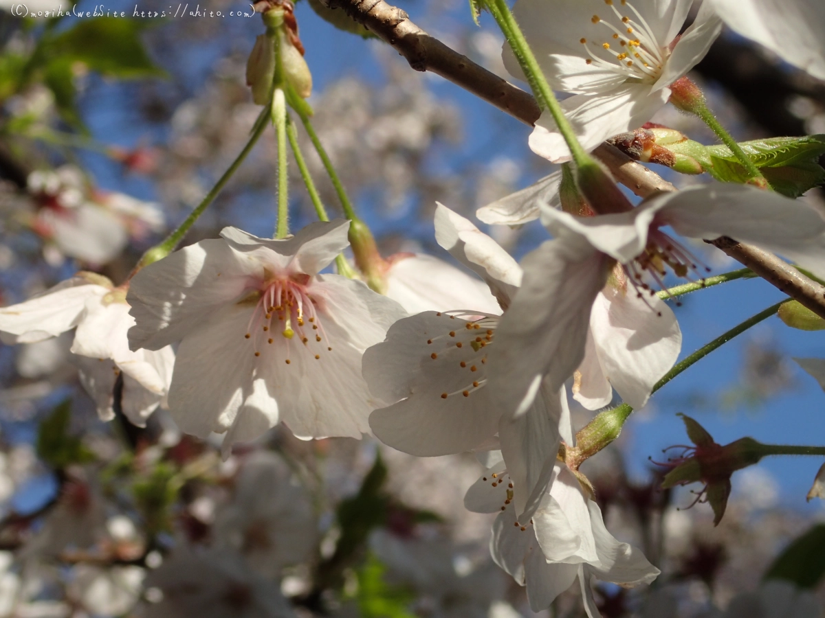 散りかけた桜 - 10