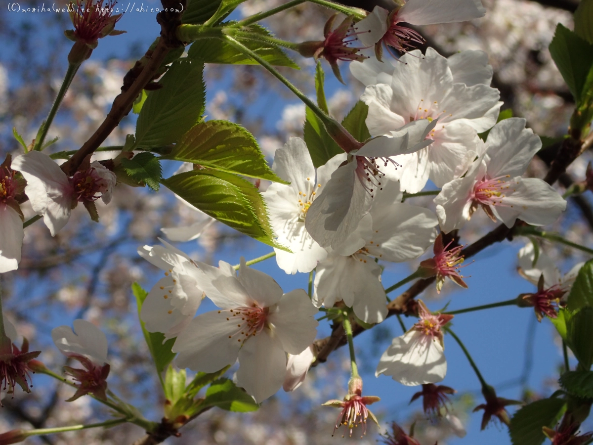 散りかけた桜 - 12