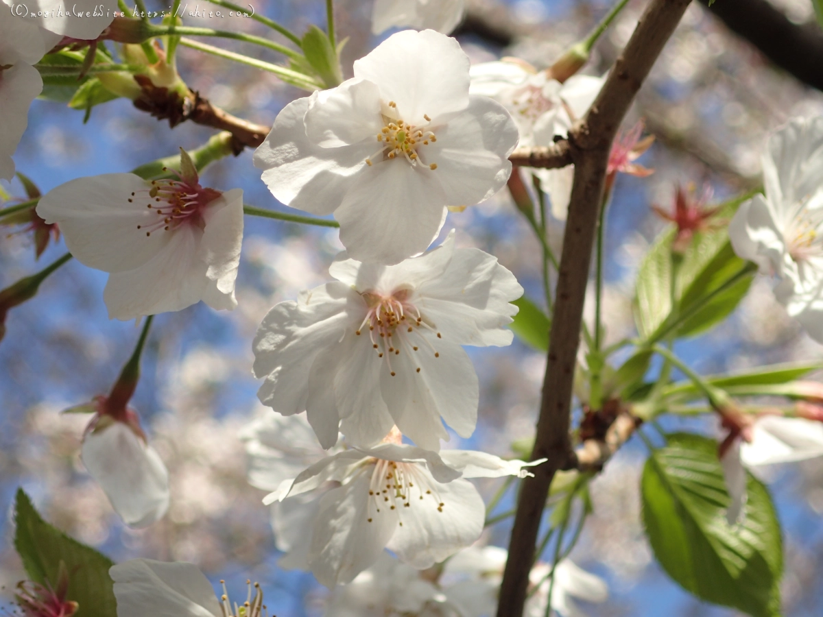 散りかけた桜 - 13