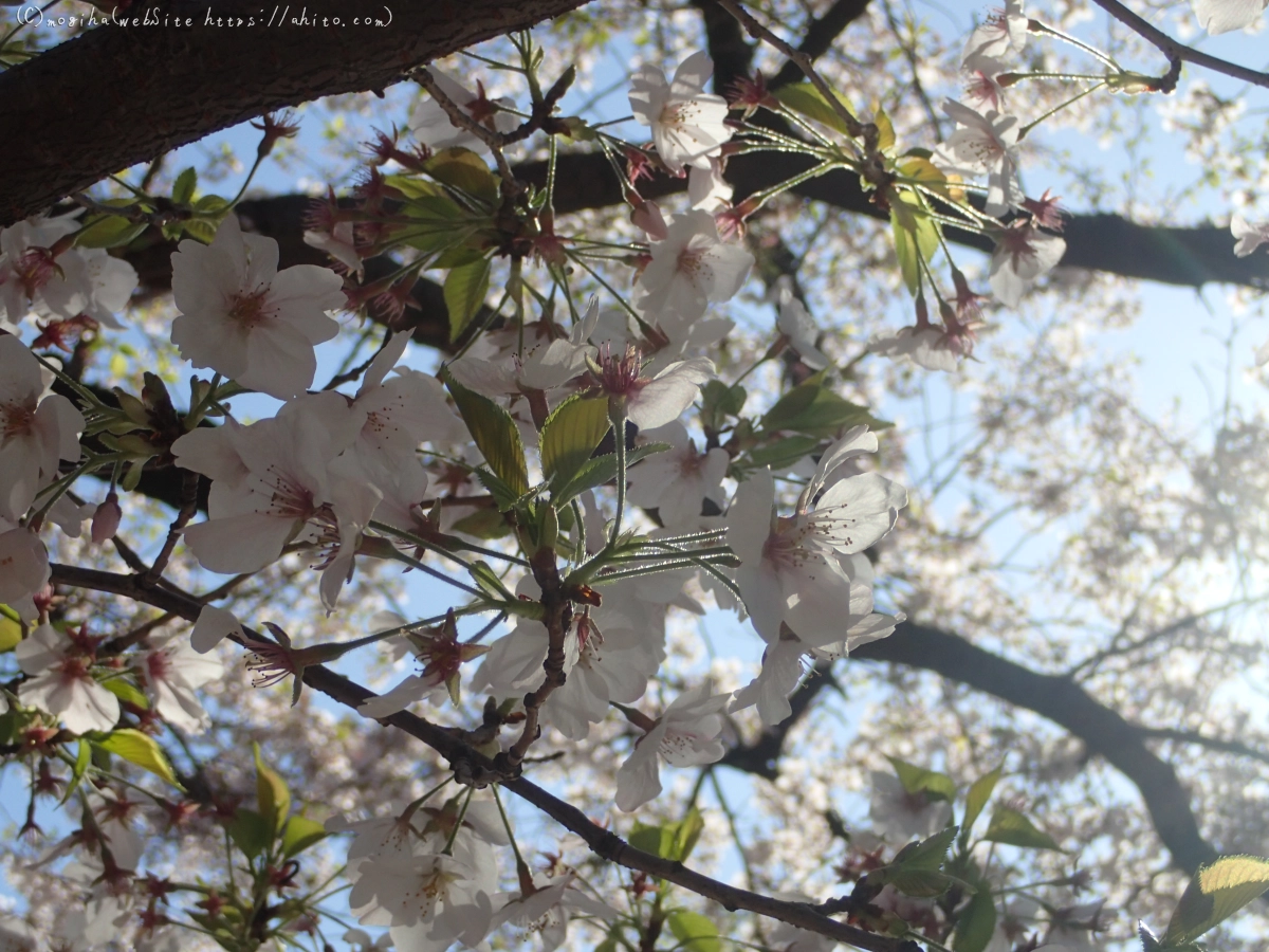 散りかけた桜 - 14