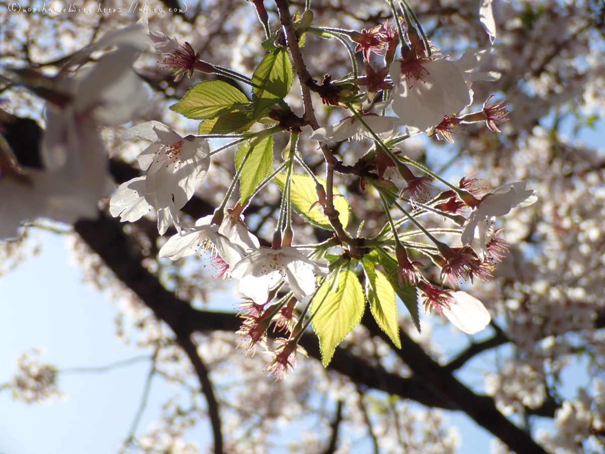 散りかけた桜 - 16