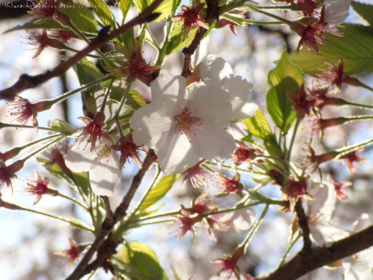 散りかけた桜 - 17