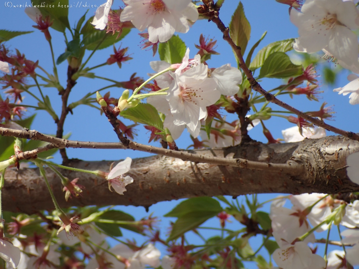 散りかけた桜 - 20