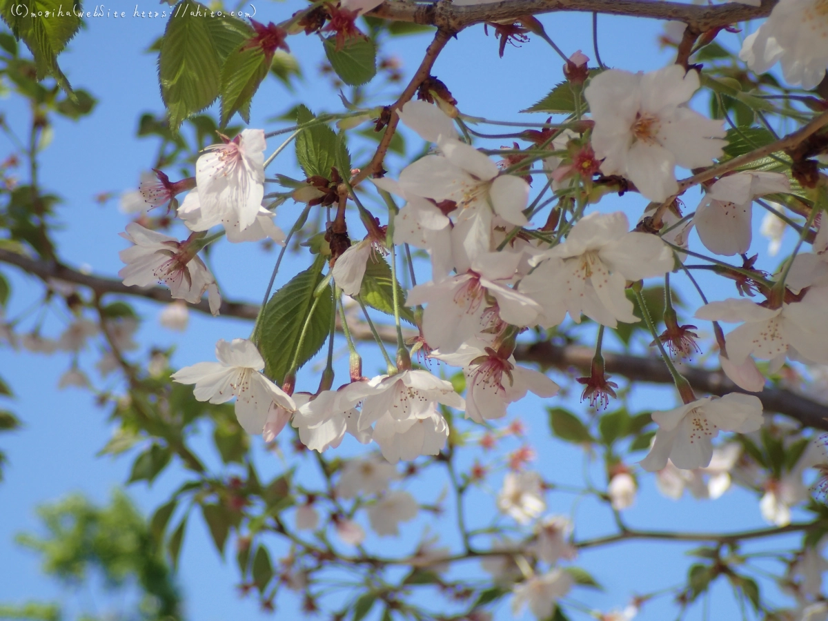 散りかけた桜 - 23