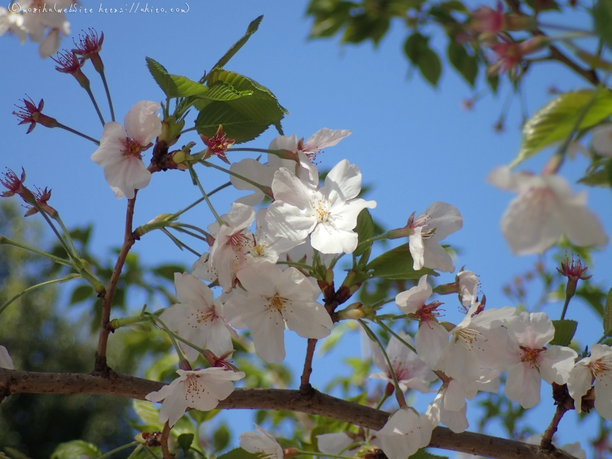 散りかけた桜 - 25